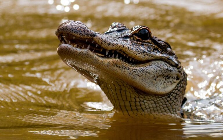 Best Alligators Pick Up Lines And Rizz